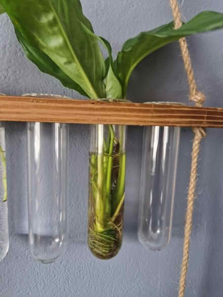 Photo of free Peace lilly (BS39) #2