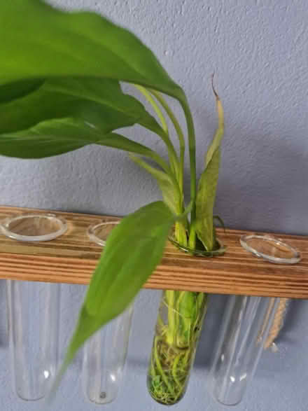 Photo of free Peace lilly (BS39) #1
