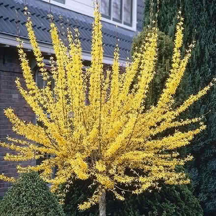 Photo of free Mature Forsythia Standard Tree (Denton M34) #1