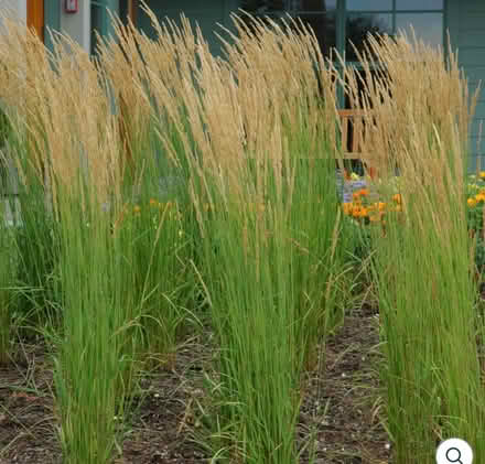Photo of free Karl Foresters Grasses (Watkins Lake Rd and Dixie Hwy) #2