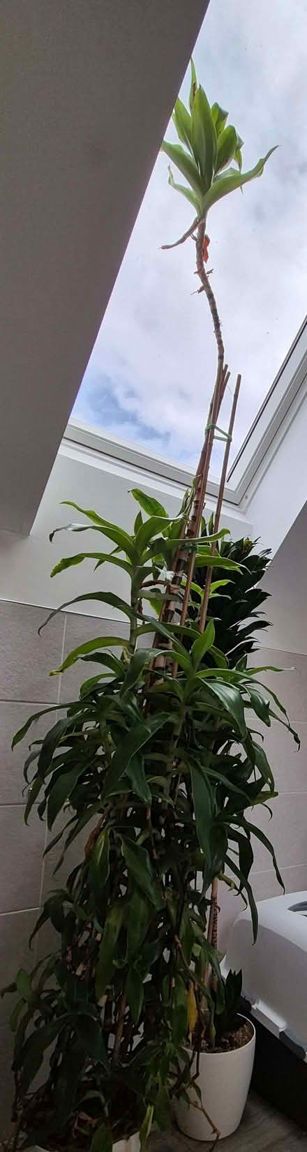 Photo of free Calissia fragrans (Basket plant) (Kidlington OX5) #1
