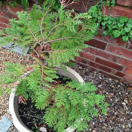 Photo of free Conifer cutting. (Southport PR9) #1