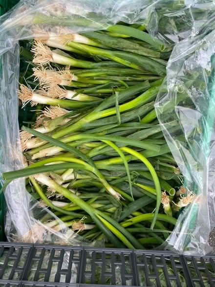 Photo of free fresh herbs and spring onions (Barbourne WR3) #3