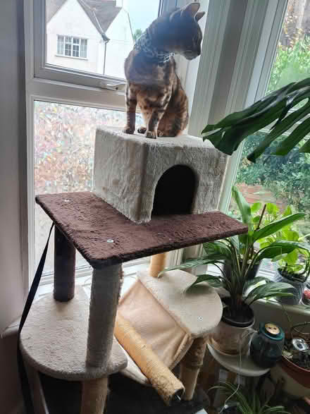 Photo of free Well used cat tree (NW2 2AU) #1