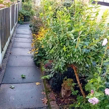 Photo of free Mature Forsythia Standard Tree (Denton M34) #2