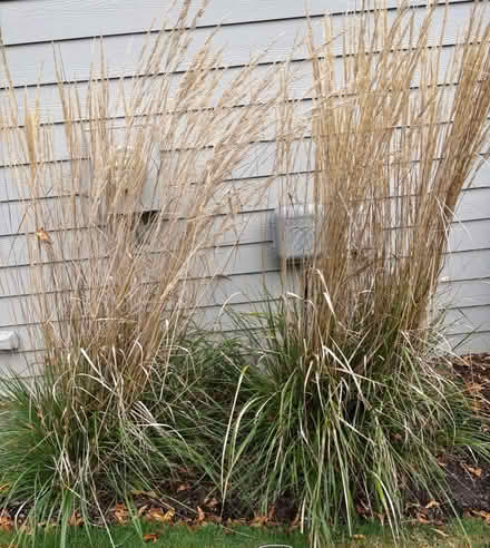 Photo of free Karl Foresters Grasses (Watkins Lake Rd and Dixie Hwy) #1