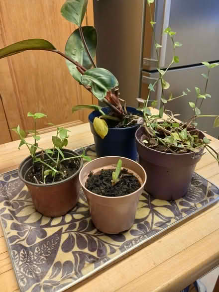 Photo of free House plants (Formby L37) #1