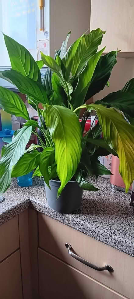 Photo of free Peace Lily needs new home (Boddam, AB42) #2