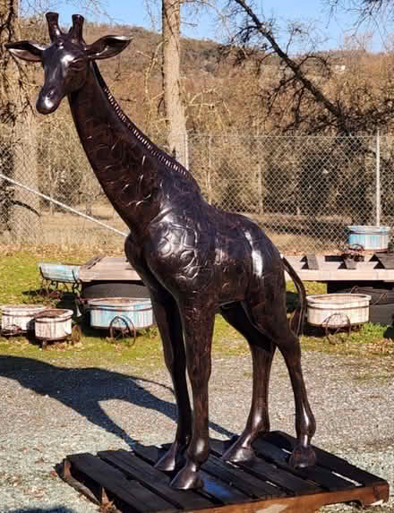 Photo of free tall giraffe (Sacramento) #1