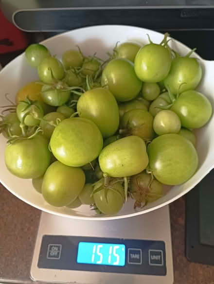 Photo of free Green tomatoes - over a kilo (Ashburton CR0) #1