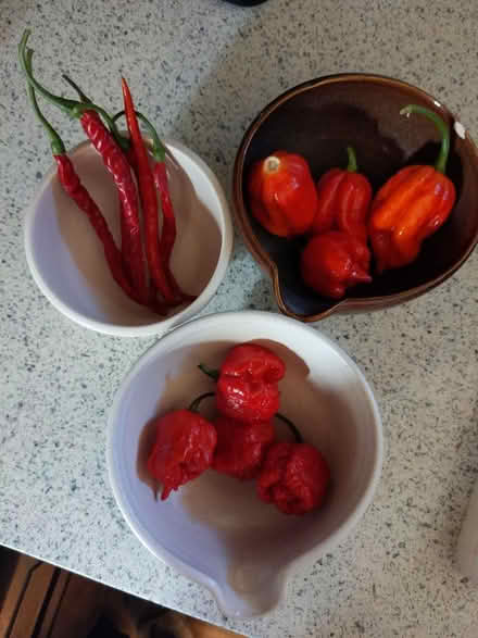 Photo of free Hot Peppers! Fresh from garden (Silver Spring) #1