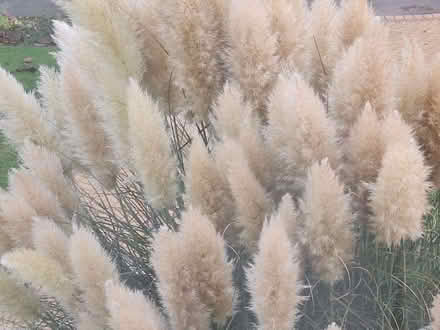 Photo of free Pampas Grass Blooms (Hoddesdon EN11) #1