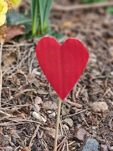 Photo of free Red hearts (Springfield Street EH6) #1