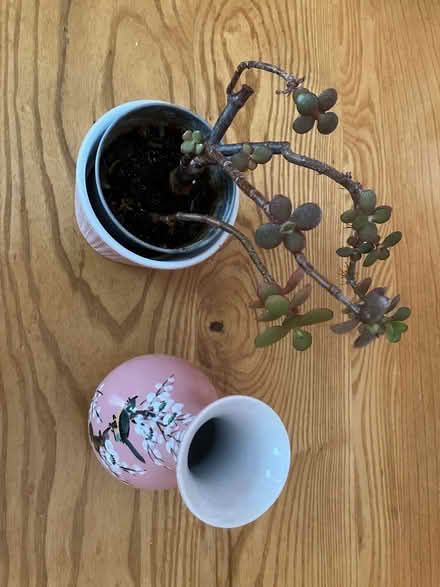 Photo of free Cactus Plant and Vase (Silverknowes EH4) #1