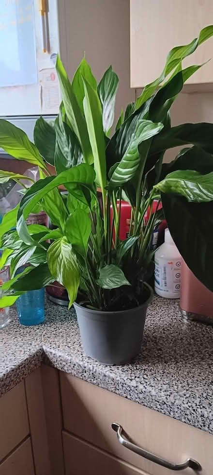 Photo of free Peace Lily needs new home (Boddam, AB42) #1