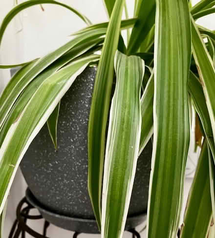 Photo of free House Plant, Spider +Pot (Torthorwald DG1) #2