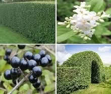 Photo of free Self-seeded Privet Hedge plant (Clevedon BS21) #1