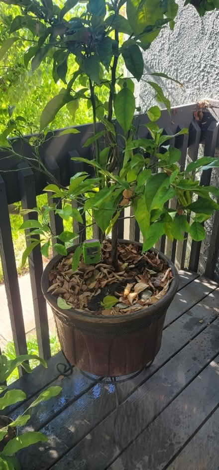 Photo of free Planting pots (Woodbridge) #2