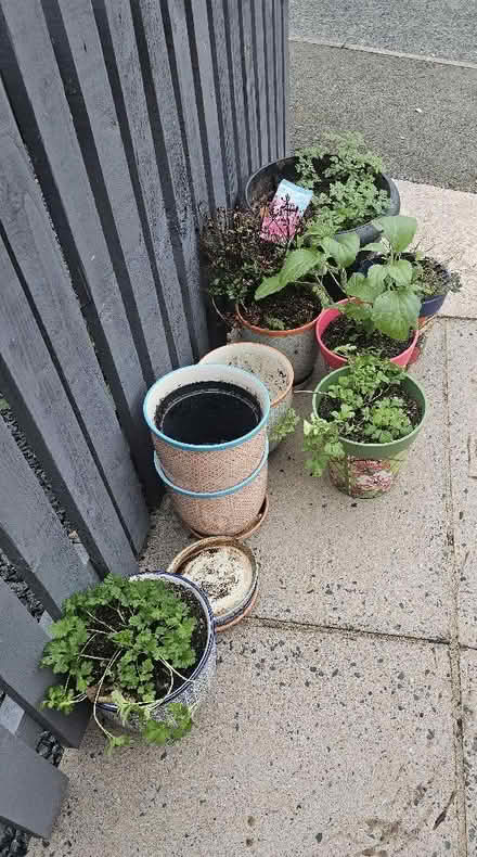 Photo of free Selection of plant pots (Malvern Link WR14) #1