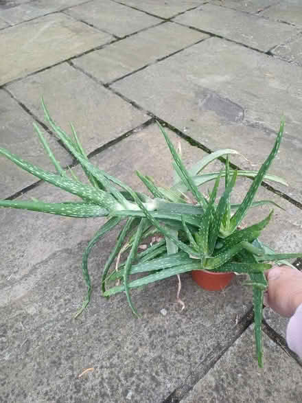 Photo of free Aloe Vera Plant (CT7) #1