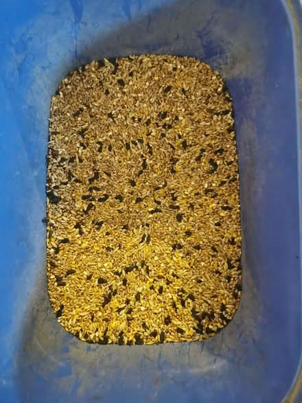 Photo of free Bird seed (Underbarrow LA8) #1