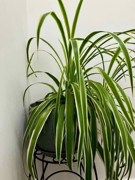 Photo of free House Plant, Spider +Pot (Torthorwald DG1) #1