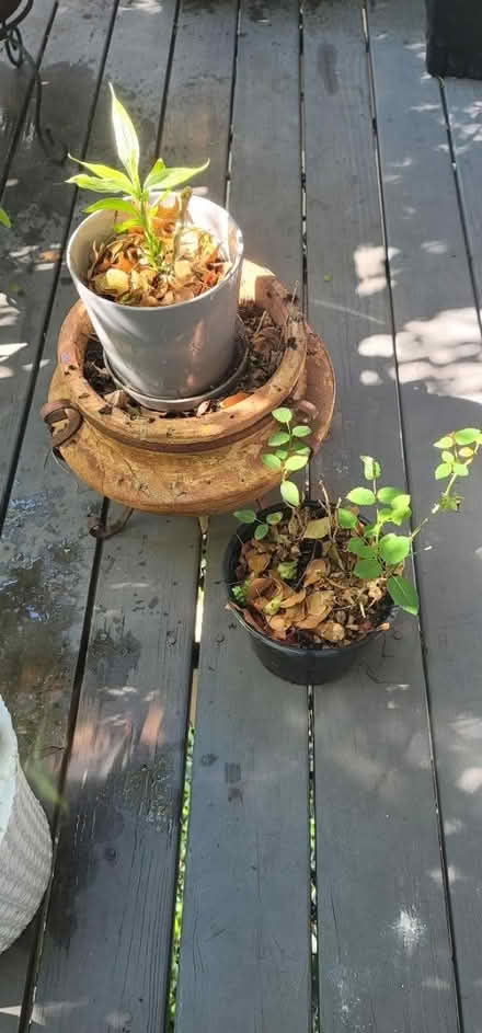 Photo of free Planting pots (Woodbridge) #3