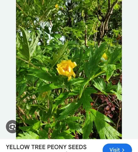 Photo of free Yellow tree peony seeds (Waddon) #2