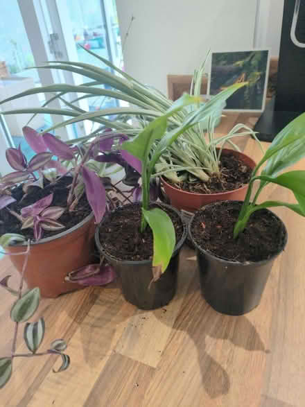 Photo of free House plants (Buckstone EH10) #1