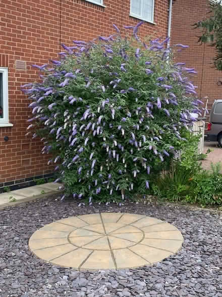 Photo of free Buddleia (Newbold Verdon LE9) #1