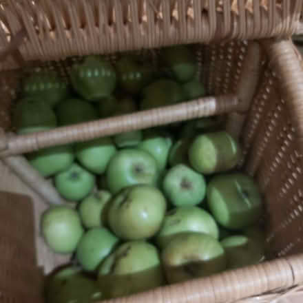 Photo of free Bramley cooking apples (Blackhall EH4) #1
