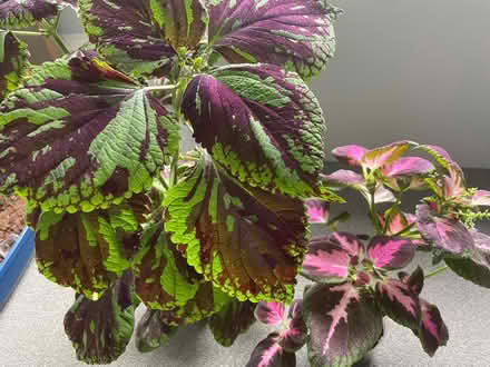 Photo of free 2 Coleus and 1 pink Polka dot plant (Birkenhead CH41) #1