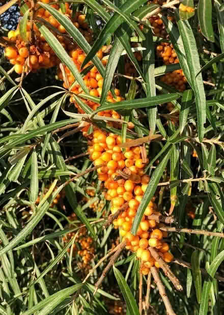 Photo of Sea buckthorn plant (Moulton Chapel PE12) #1