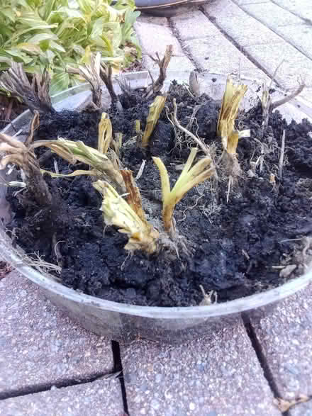 Photo of free Orange Daylily Bulbs (Winchester) #3