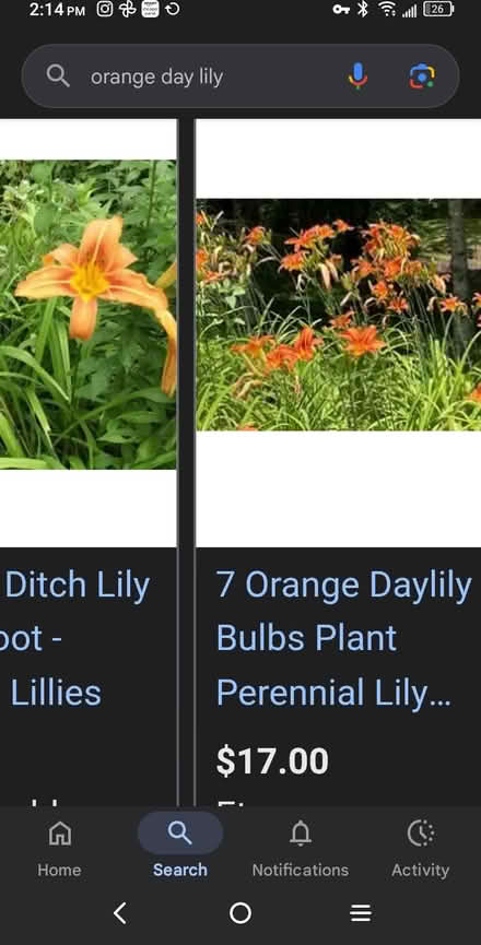 Photo of free Orange Daylily Bulbs (Winchester) #2