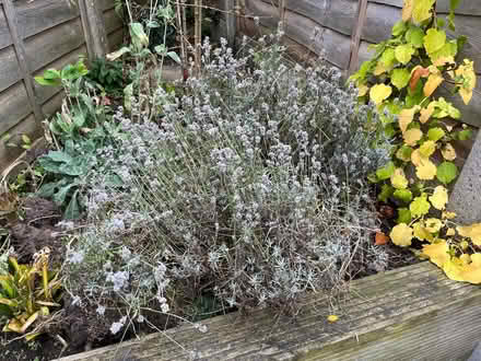 Photo of free Lavender plants (Hillcliffe WA4) #1