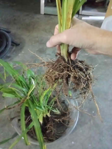 Photo of free Orange Daylily Bulbs (Winchester) #4