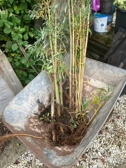 Photo of free 12 rooted willow cuttings (Whitehough SK23) #1