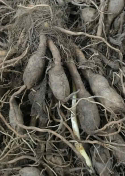 Photo of free Orange Daylily Bulbs (Winchester) #1