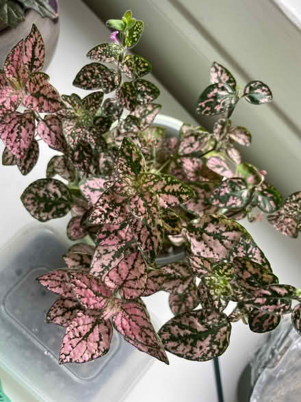 Photo of free 2 Coleus and 1 pink Polka dot plant (Birkenhead CH41) #2