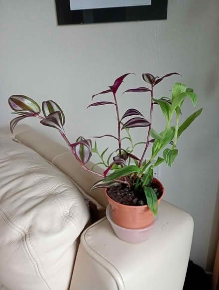 Photo of free Tradescantia plant (Cowley Oxford) #1