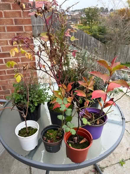 Photo of free Collection of garden plants (Ecclesall S11) #1