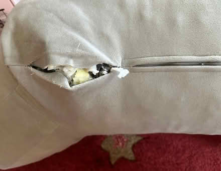 Photo of free Bed pillow (Rathburn and Creditview) #2
