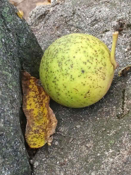 Photo of free JuglansRegia 'tree'fruit(& walnut) (Yeadon) #3