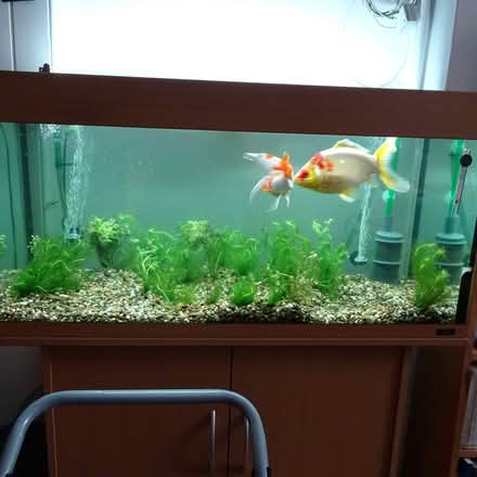 Photo of free Large leaking fish tank (Anglel near Chapel Market N1) #1
