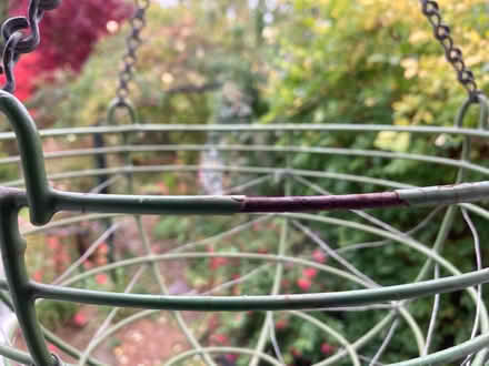 Photo of free A hanging basket (Westbury on Trym BS9) #3