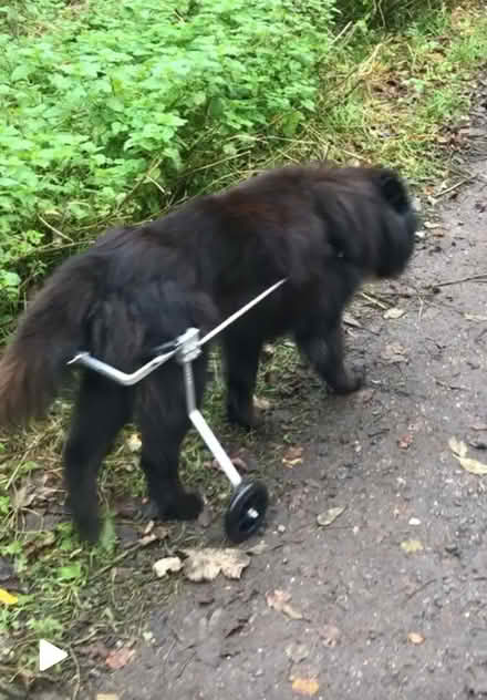 Photo of free Dog Wheels (Horn's Mill SG13) #2