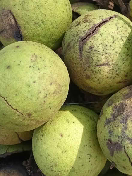 Photo of free JuglansRegia 'tree'fruit(& walnut) (Yeadon) #2