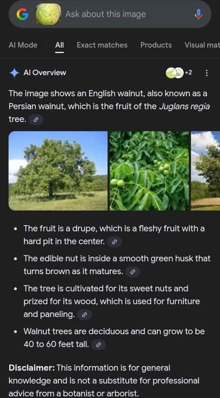 Photo of free JuglansRegia 'tree'fruit(& walnut) (Yeadon) #4
