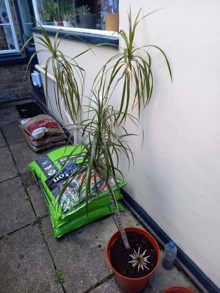 Photo of free Dracaena house plant (New Malden KT3) #1